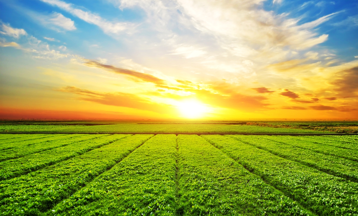 Imagem de paisagem amarelada no por do sol e uma grande plantação