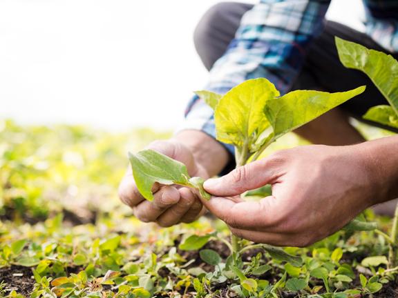 Homem pega planta em fase de crescimento 