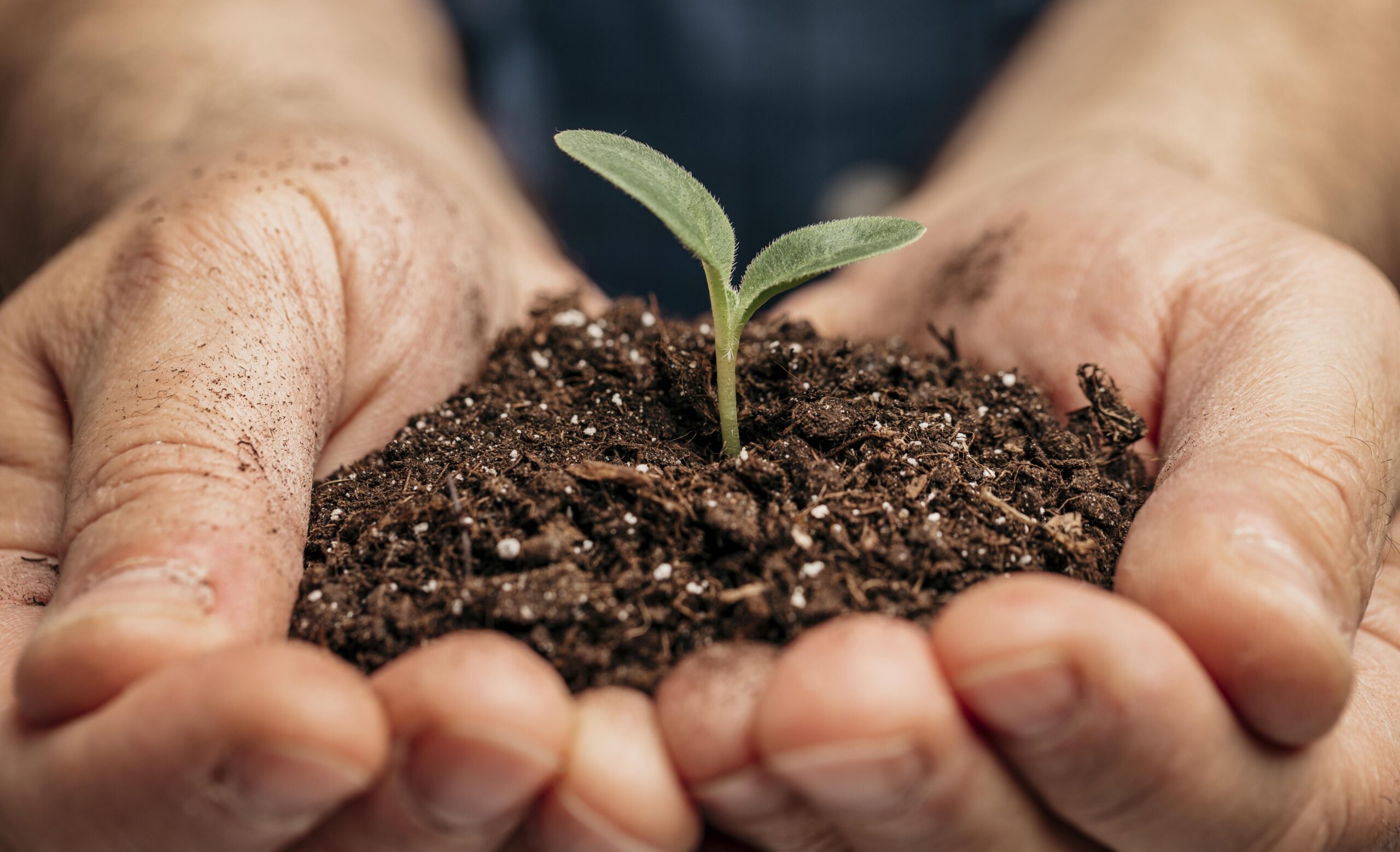 Imagem mostra uma pessoa com terra nas mãos e dentro uma planta brotando