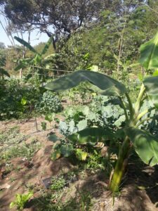 Plantação de verduras, hortaliças e frutas.