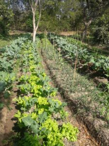 A imagem mostra uma horta com hortaliças e verduras verdinhas, produzidas de forma agroecológica.