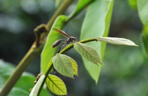 Evento vai discutir opções pra controle de pragas e doenças de plantas sem o uso de agrotóxicos. (Foto: Madelaine Venzon - Epamig)