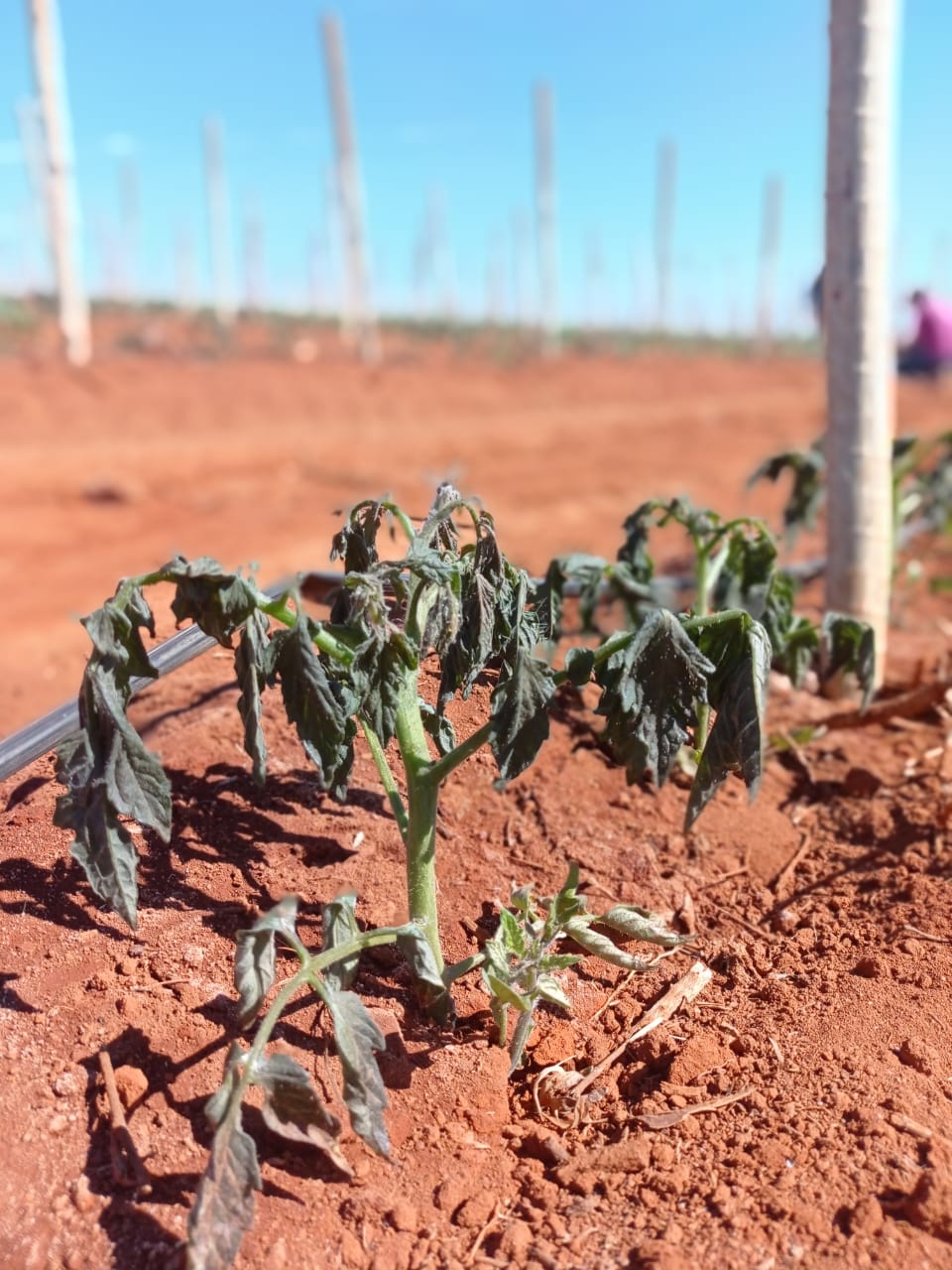 Folhagem de pé de tomate queimada após geada.