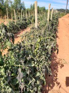Pés de Tomate são queimados pela geada