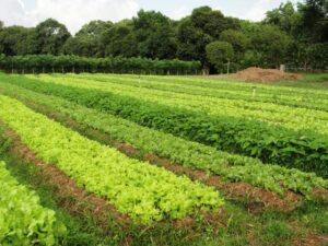 Agricultura orgânica prevê o plantio de alimentos sem o uso de agrotóxicos. Na unidade da Embrapa em Soropédica (RJ), hortaliças são cultivadas de forma orgânica. (Foto: Ana Lúcia Ferreira / Embrapa)