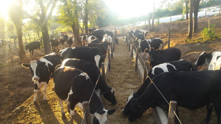 Vacas leiteiras