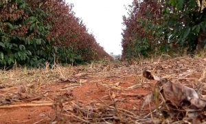 Lavoura em Monsenhor Paulo, Sul de Minas, foi tomada em cerca de 60% por geadas. (Foto: Gilmar Garcia/Reprodução TV Alterosa)