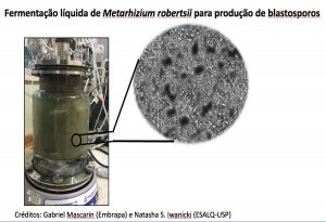 Processo de fermentação do fungo