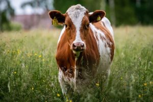 Os usuários vão encontrar informações atualizadas sobre mercado do leite e insumos, melhoramento animal (Foto: Pixabay)
