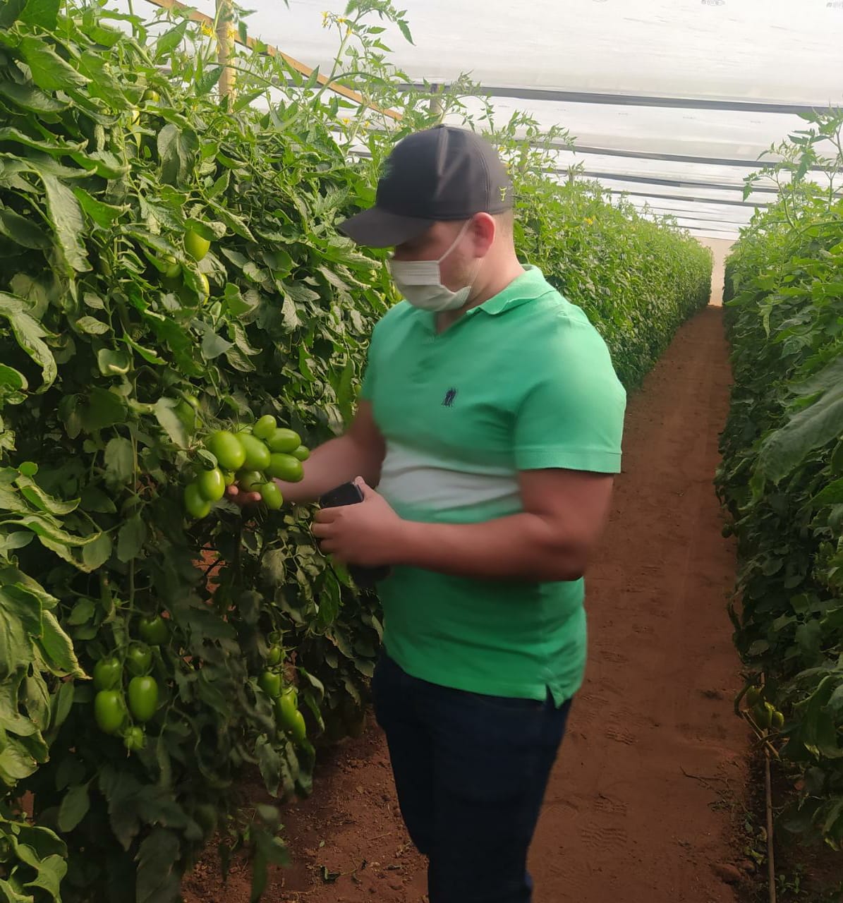 Produtor Filipe Ferreira Lopes trabalha com a produção de tomates em estufas
